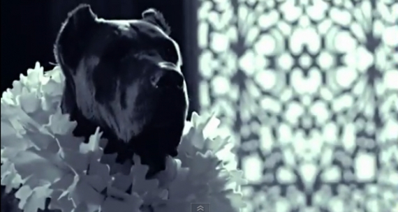 남성을 개로 비하? 백지영 '굿보이' 음원유통금지 가처분신청