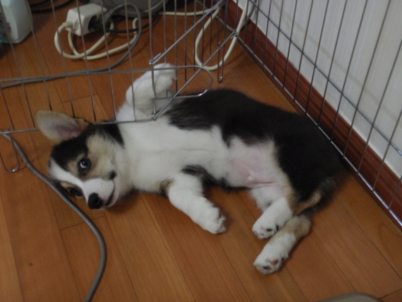 탐방] 반려견과 함께하는 애견동반 레스토랑 퍼시픽 아일랜드