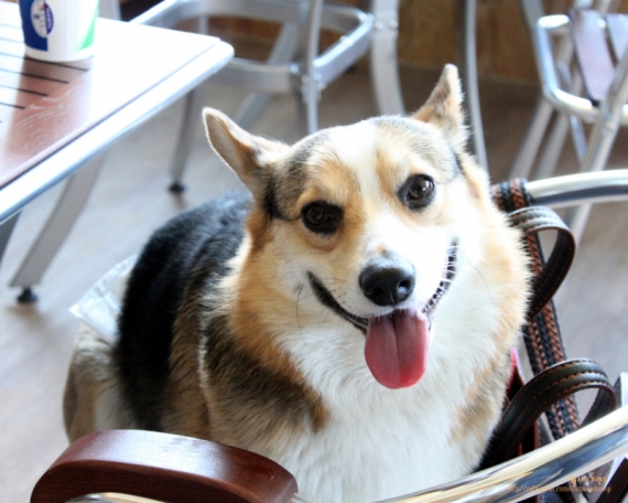 탐방] 반려견과 함께하는 애견동반 레스토랑 퍼시픽 아일랜드