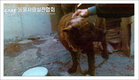 동물학대 소극적 대처하는 경찰 '불안해 못 살겠다'