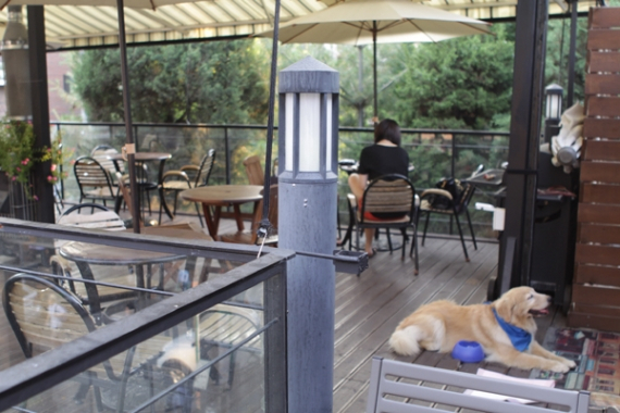 애견동반 카페 카페 이누를 가다..