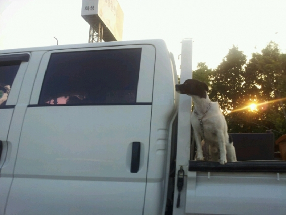 차량을 통한 반려동물과의 부주의한 이동, 제2의 '악마 에쿠스'를 만든다.
