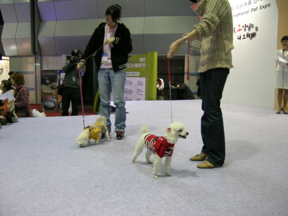 국내항공사, 애견동반규정 까다롭다!