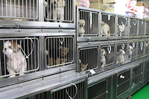 지자체운영 유기동물호소 환경 및 보호실태-대전시