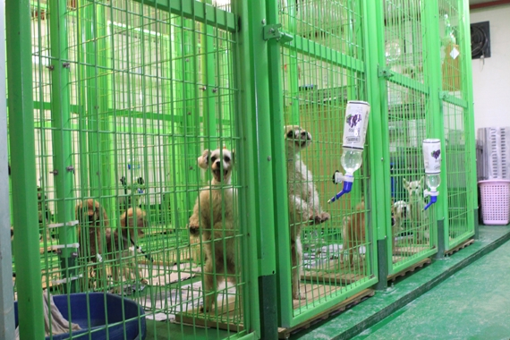 지자체운영 유기동물호소 환경 및 보호실태-대전시