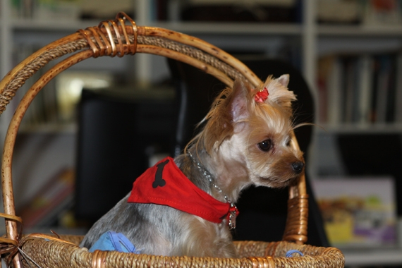 영어방송 진행자, 강사, 사회자로 활약하는 '도로시 남' 인터뷰