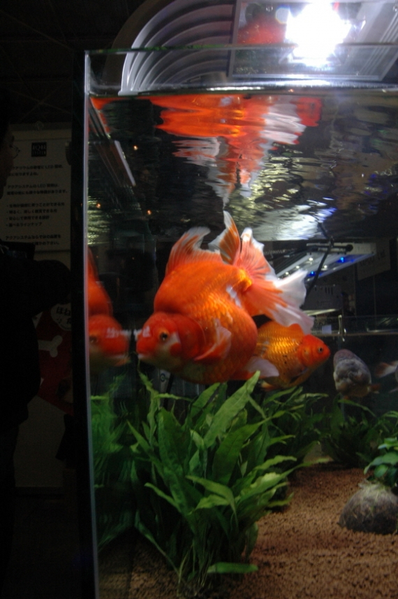 일본 오사카의  2013 재팬 펫 페어  현장을 가다.!!