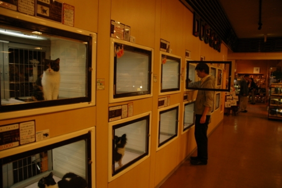 일본 오사카의  2013 재팬 펫 페어  현장을 가다.!!