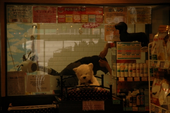 일본 오사카의  2013 재팬 펫 페어  현장을 가다.!!