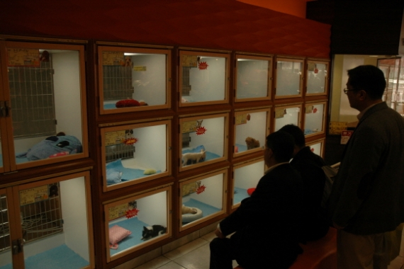 일본 오사카의  2013 재팬 펫 페어  현장을 가다.!!