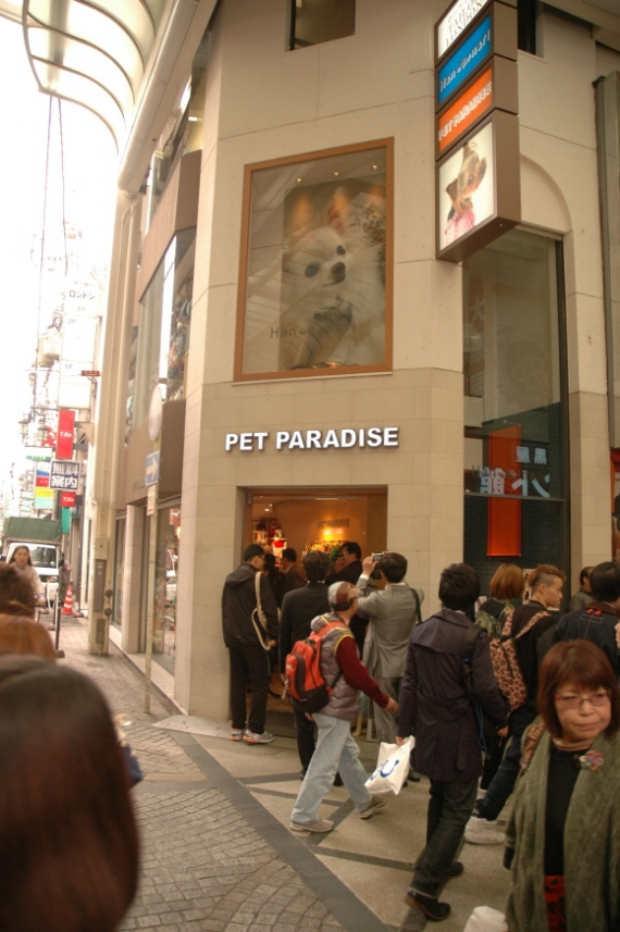 일본 오사카의  2013 재팬 펫 페어  현장을 가다.!!