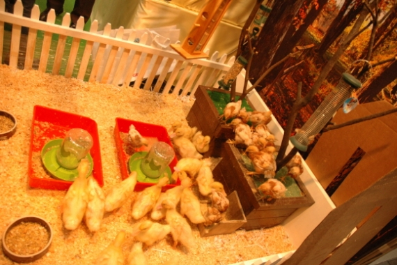 일본 오사카의  2013 재팬 펫 페어  현장을 가다.!!