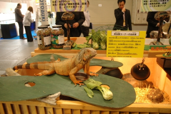 일본 오사카의  2013 재팬 펫 페어  현장을 가다.!!