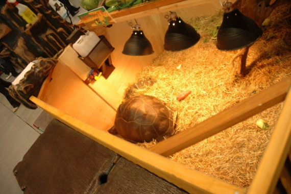 일본 오사카의  2013 재팬 펫 페어  현장을 가다.!!