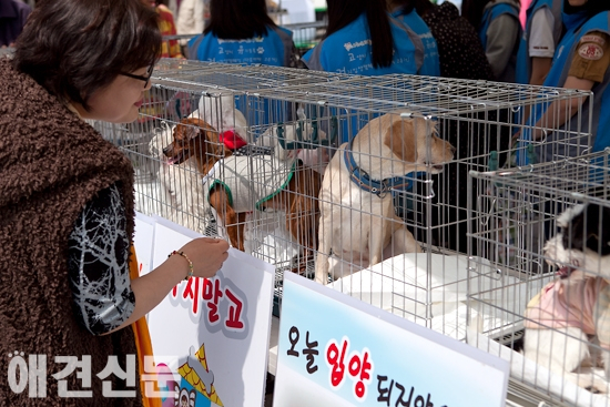 고양시, 제1회 '동물보호축제' 개최