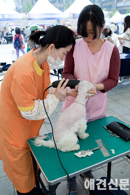 [포토] 동물보호축제 "예뻐지기 힘드네"