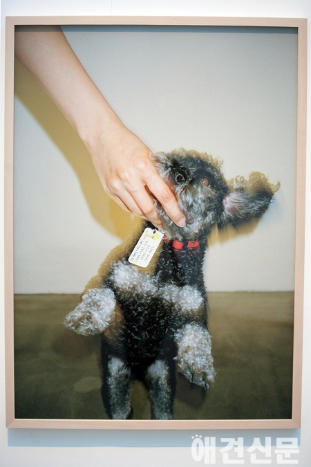 '제 3의 가족' 반려동물, 미술작품으로 만나요