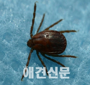 살인진드기의 공포, 그 예방법은?