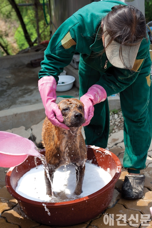 [탐방] 유기견 보호소 '산수의 천사들'