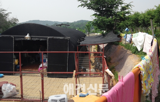 [탐방] 유기견 보호소 '산수의 천사들'