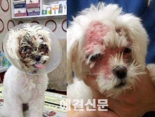 [인터뷰]'바비인형녀' 모델 나유미와 유기견 노랑이의 특별한 사랑 이야기