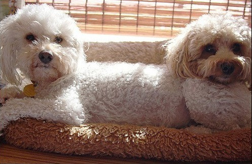 [핫클릭포토] 앞뒤 없는 강아지부터 상어에 물린 강아지까지 '화제만발'