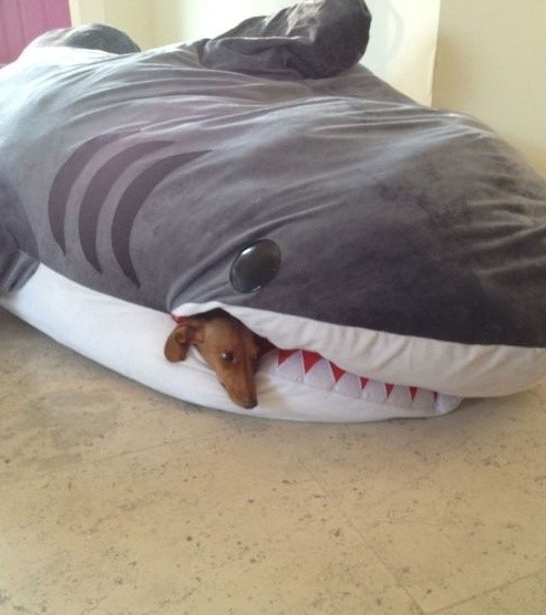 [핫클릭포토] 앞뒤 없는 강아지부터 상어에 물린 강아지까지 '화제만발'