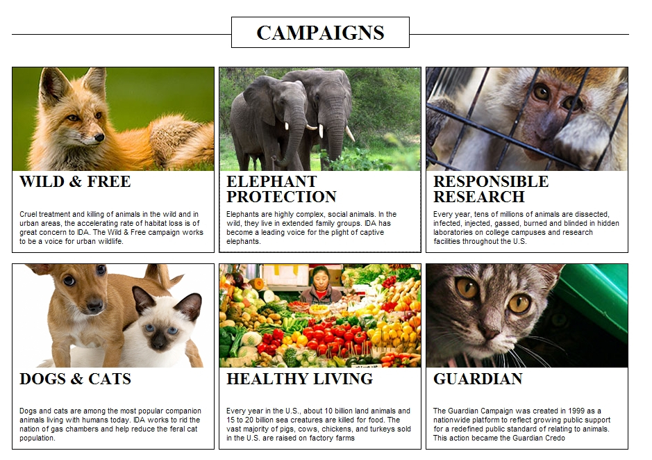 [인터뷰] 미국 IDA 국제동물보호 디렉터, 로빈 도먼