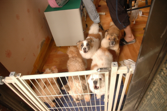 다음 애견미용사 카페, 유기견 미용봉사로 땀방울 송글송글