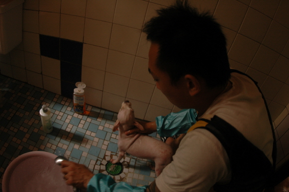 다음 애견미용사 카페, 유기견 미용봉사로 땀방울 송글송글