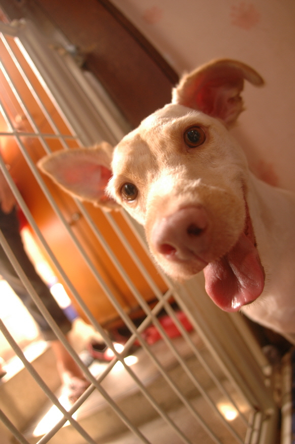 다음 애견미용사 카페, 유기견 미용봉사로 땀방울 송글송글