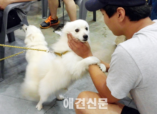 [포토]애견 마사지는 이렇게, 부산국제반려동물박람회
