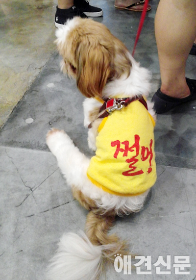 [포토]스타일리시 부산견공 총출동,부산국제반려동물박람회