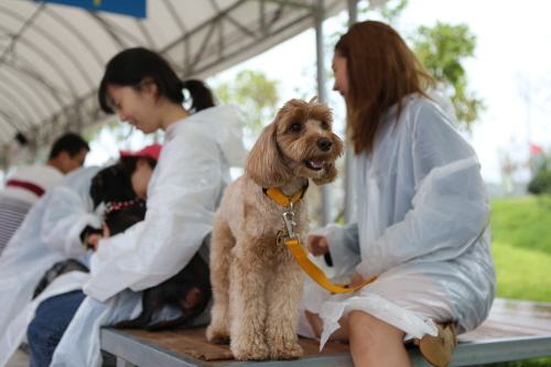 반려견과 버스타고 영화캠핑 비가 와도 행복해요!