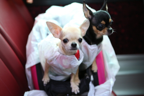 반려견과 버스타고 영화캠핑 비가 와도 행복해요!