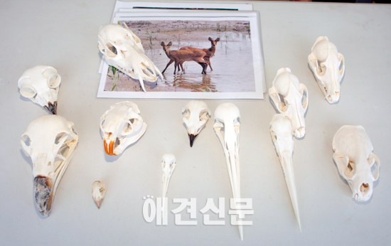 [포토]어느 쪽이 부엉이 날개일까요?,순천만동물영화제 현장