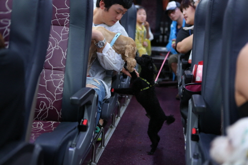 반려견과 버스타고 영화캠핑 비가 와도 행복해요!