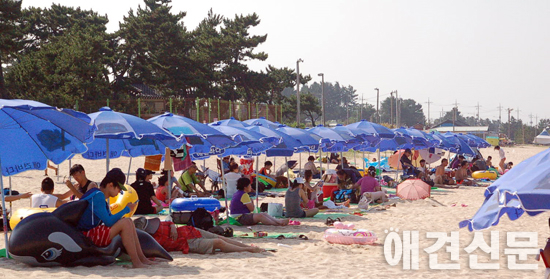 전국 최초 애견해수욕장, 뜨거운 찬반논란 '개판 vs 힐링'