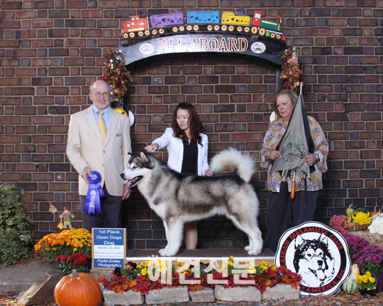 [41호 COVER STORY] 알래스칸 맬러뮤트 '매버릭'을 아시나요?