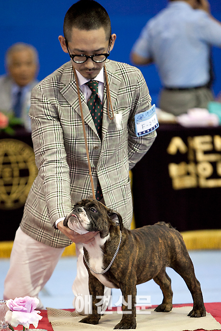 [포토]수상견들 '내가 바로 견종 표준', 서울 FCI 국제 도그쇼