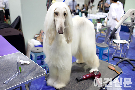 [포토] '어떻게 더 예쁘죠?', 서울 FCI 국제 도그쇼