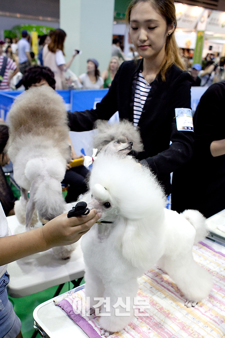 [포토] '어떻게 더 예쁘죠?', 서울 FCI 국제 도그쇼