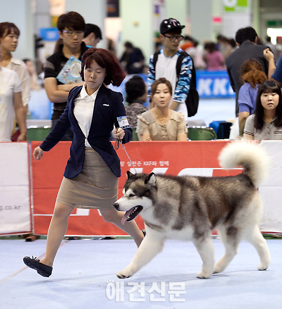 [포토]핸들러와 링을 도는 출진견들, 서울 FCI 국제 도그쇼