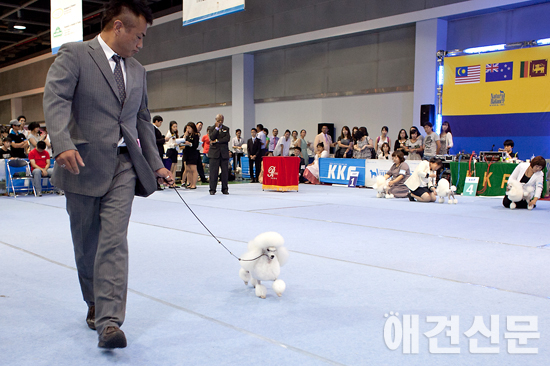 [포토]핸들러와 링을 도는 출진견들, 서울 FCI 국제 도그쇼
