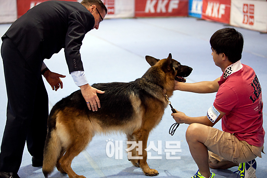 [포토]골격 심사받는 출진견들, 서울 FCI 국제 도그쇼
