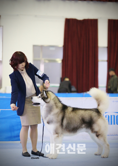 [41호 COVER STORY] 알래스칸 맬러뮤트 '매버릭'을 아시나요?