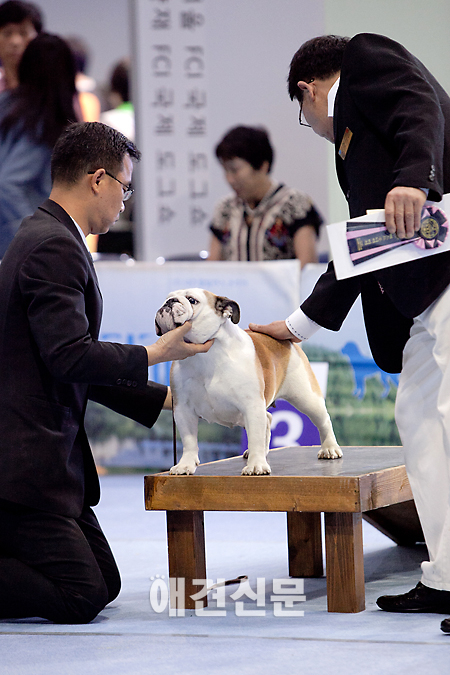 [포토]골격 심사받는 출진견들, 서울 FCI 국제 도그쇼