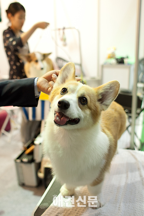 [포토] '어떻게 더 예쁘죠?', 서울 FCI 국제 도그쇼