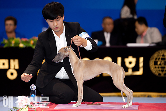 [포토]수상견들 '내가 바로 견종 표준', 서울 FCI 국제 도그쇼