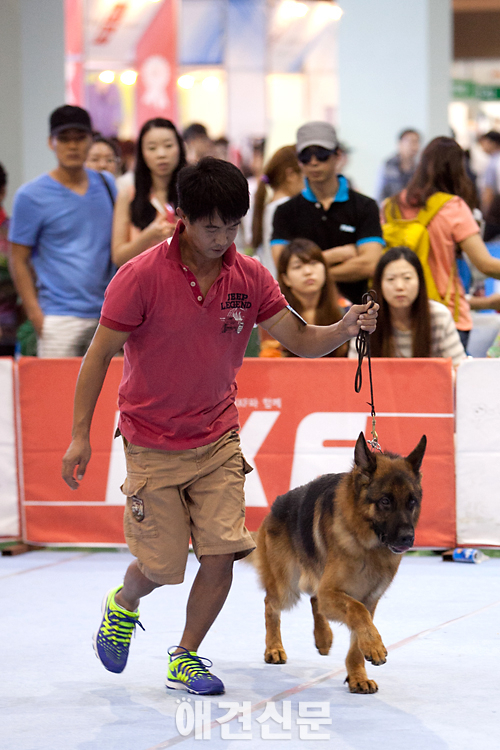 [포토]핸들러와 링을 도는 출진견들, 서울 FCI 국제 도그쇼